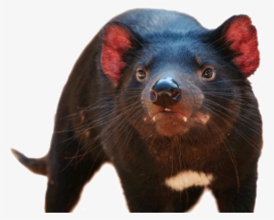 Tasmanian Devil - Tasmanian Devil Transparent