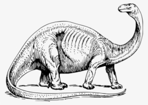 Brontosaurus Apatosaurus Coloring Book Great Dinosaurs - Brontosaurus Black And White
