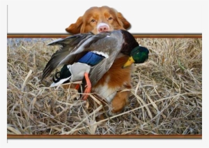You Will Enjoy The Crisp Fall Air & Breathtaking Colors - Canadian Duck Hunter