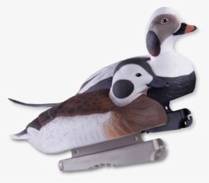 Image Of The Ghg Long-tailed Duck Foam Filled Decoys - Long-tailed Duck