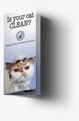 Clean Cat Customer Brochures - Cat