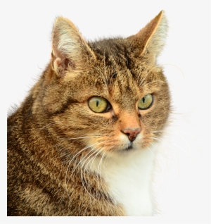 Png Images - Domestic Cat Profile Journal