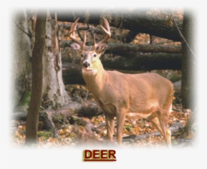 Outdoor Mike's Deer Hunting Recorder Logbook: Keep