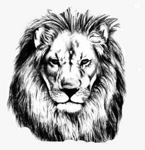 Vector Library Pencil Sketch Lions Head Transprent