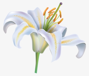 White Flower - White Lily Flower Png