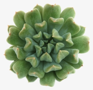 Echeveria 'irish Mint' Succulents - Succulent Plant