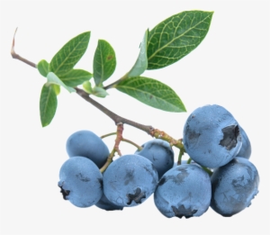 blueberries png - blueberry no background png