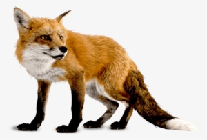 Free Png Fox Png Images Transparent - Fox Png
