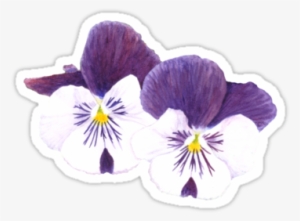 "white And Purple Pansies Flowers" Sticker By Savousepate - White And Purple Pansy Flower