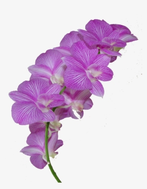 Transparent Flower Crown Png - Orchid Flower Crown Transparent
