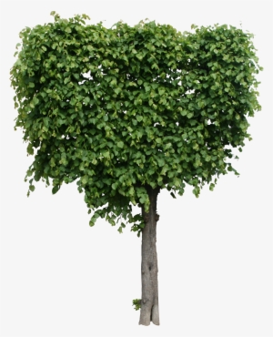 Modeled Tree Texture Png - High Quality Tree Png