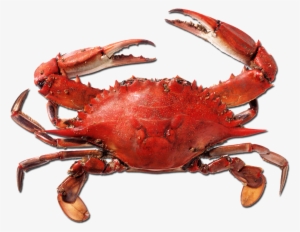 Crab Png Picture - Red Crab Png