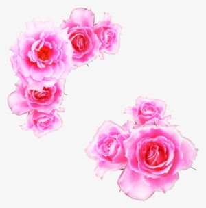 Pink Rose Clipart Pink Gold - Kewra Water