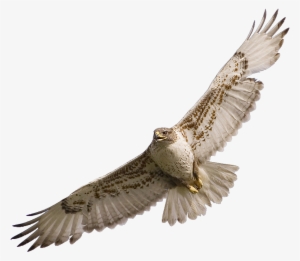 Hawk Flying Clipart Hawk In Flight Clipart Kid ❤ Liked - Falcon Png