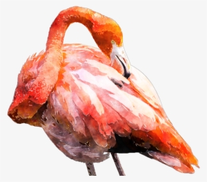 Graphic Transparent Flamingo Clipart Watercolor - Watercolor Painting