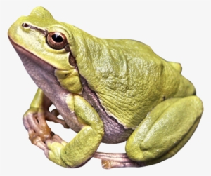Frog Png Image - Frog Png
