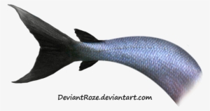 Mermaid Tail Png Transparent Images - Fish Tail Transparent