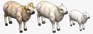 Hafen-sheep - Sheep