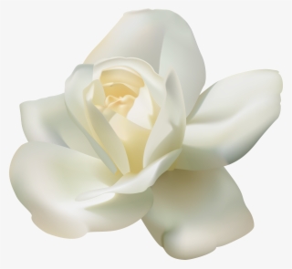 White Rose Png