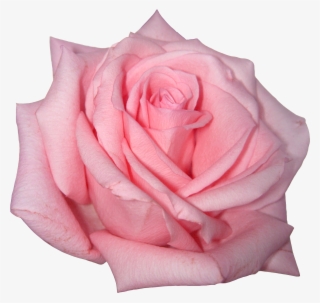 Pink Rose Png Image - Cyber Ghetto Pixel Transparent