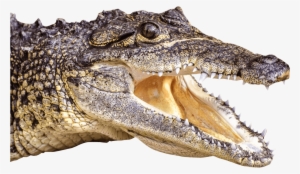 Crocodile Head Left - Png Crocodile
