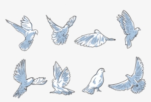 Free Hand Drawn Paloma Vectors - Poultry