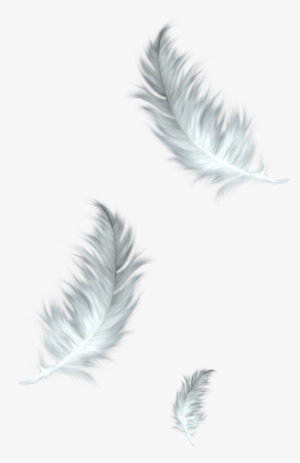 This Graphics Is White Feathers Fall Transparent About - Feather