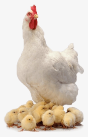 Chicken Family - Gallina Con Pollitos Png