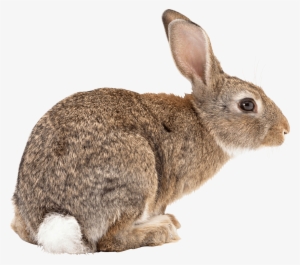 Animals - Brown Rabbit Png