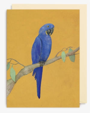 Parrot Mini Card - Macaw