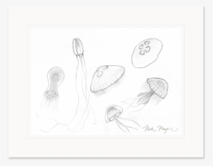 Jellyfish Study Original Pencil Sketch - Drawing