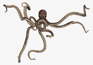 Octopus Png - Giant Octopus Png