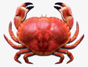 Crab Png Photo - Cooked Crab Png