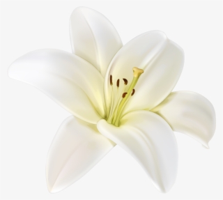 Beautiful White Flower Png Clipart Image - Lily
