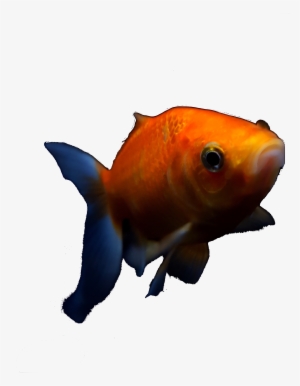 Goldfish 2 - Goldfish