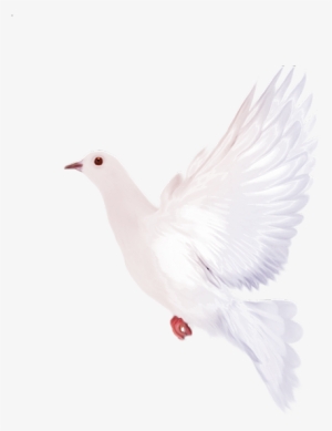 White Dove Clipart - Clip Art