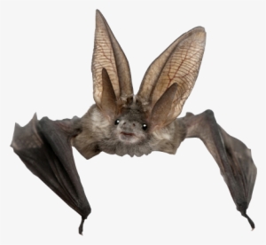 Bat Png Photo - Long Eared Bat Cute
