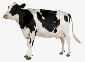Black And White Cow Png - Cow Transparent