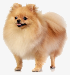 Pomeranians Are Small, Lively Dogs That Are Well-suited - Pomeranian Png