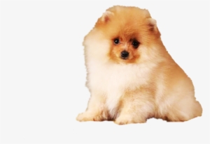 Boo Köpek Png