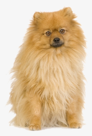 Why Choose A Pomeranian To Be The Star Of Your Ecard - Spitz