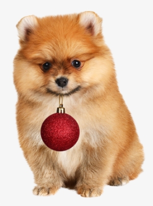 Pomeranian Help Nail Art