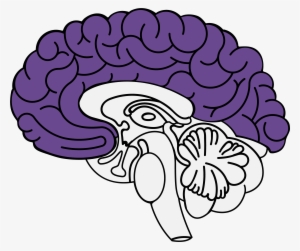 Frontal Lobe - Ansiedad Cerebro