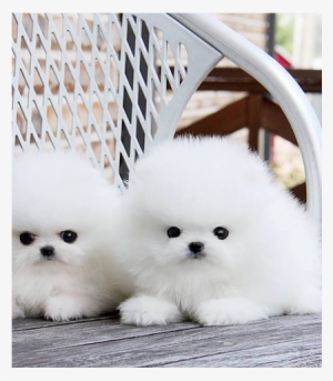 Loving And Playful Pomeranian Puppies 260-0281 - Puppy Dogs In Pakistan