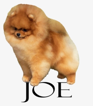 Lynnwrights The Following - Dog