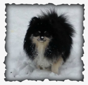 Edward Is A Gorgeous, Parti Factored, Black Merle Pomeranian - Signs And Symptoms Of Adhd