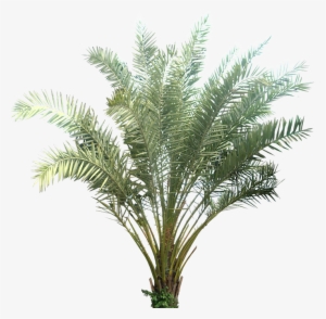 Tropical Plant Pictures - Transparent Background Plants Png