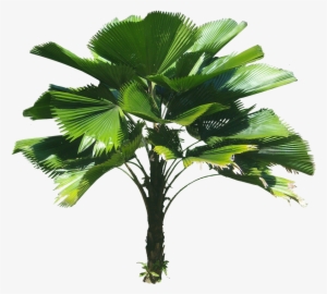 Monday, January 18, - Licuala Grandis Palm Png