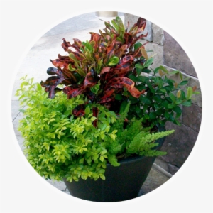 Exterior Plant Color Bowls - Florida