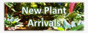 New Plant Arrival Banner New - Tree